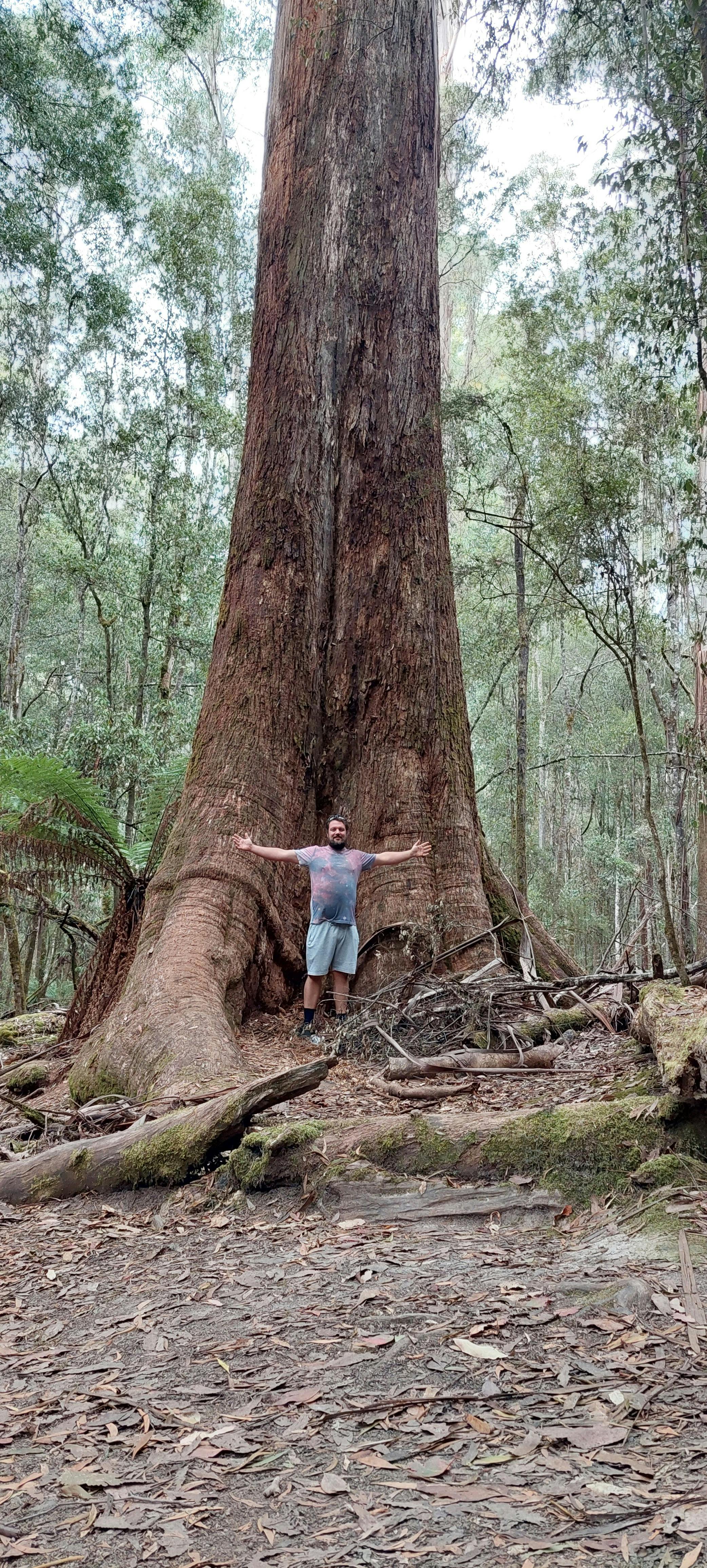 Mount Field - Big Tree Hunting