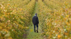 Winemaker Ron Liebich inspecting vineyard
