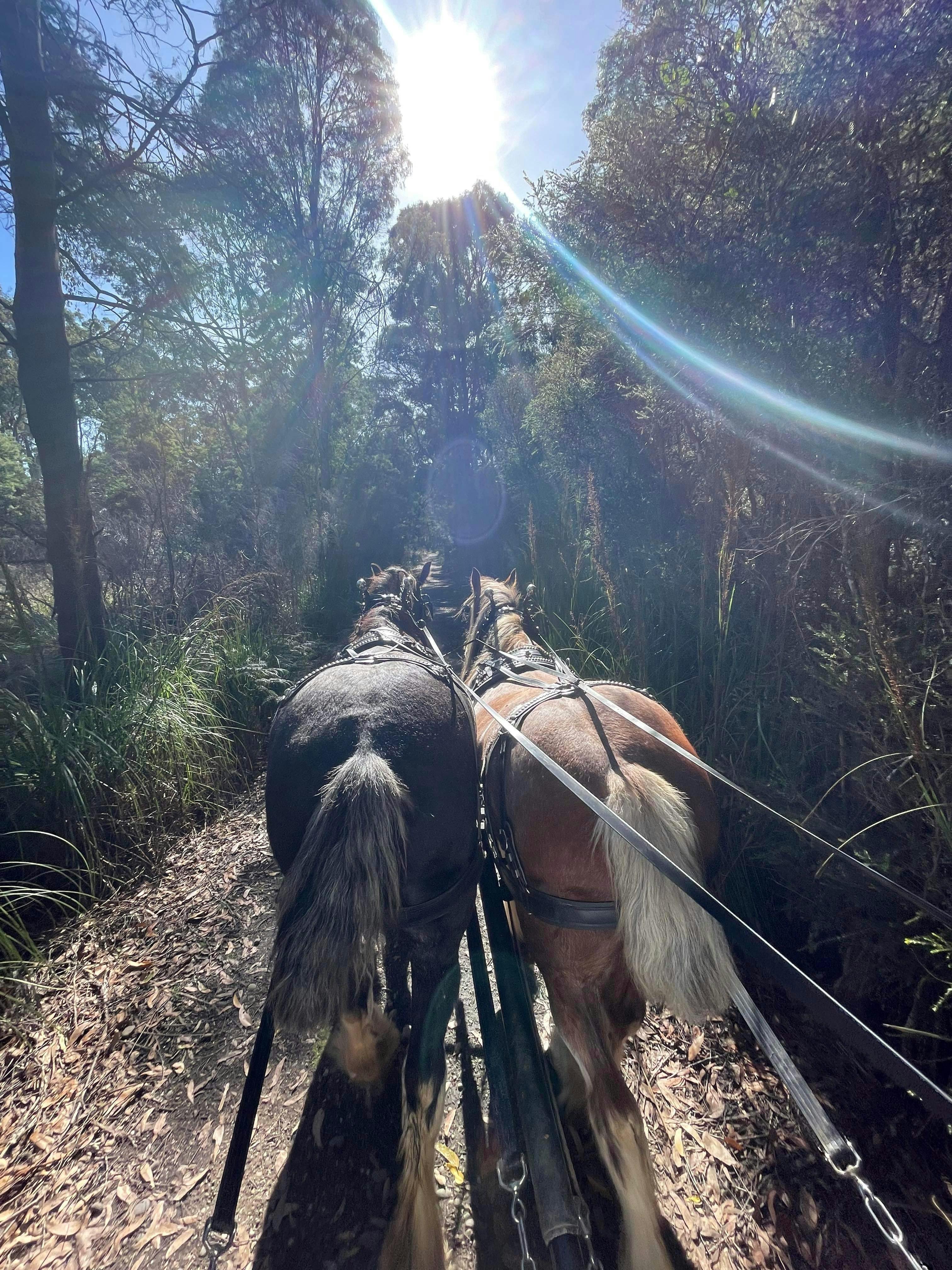 Nuggett and Bonnie out on thr trail
