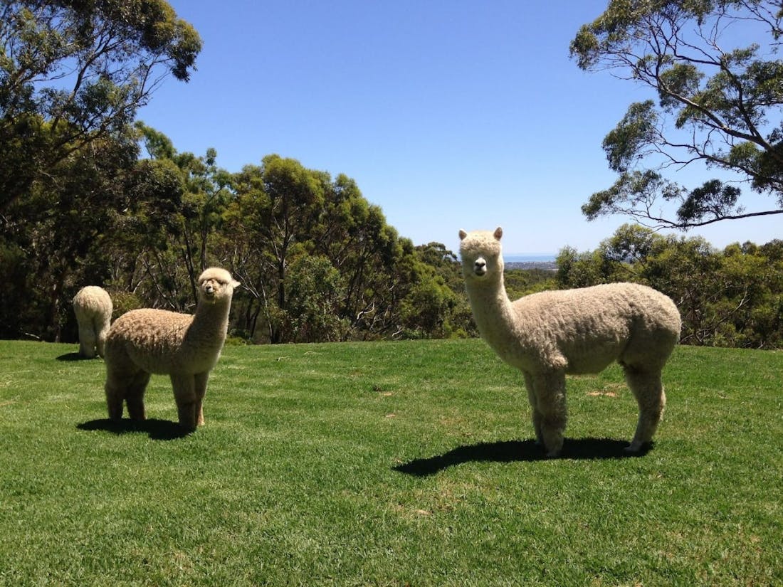 On Farm Alpaca Experience Chandlers Hill Tour Service South