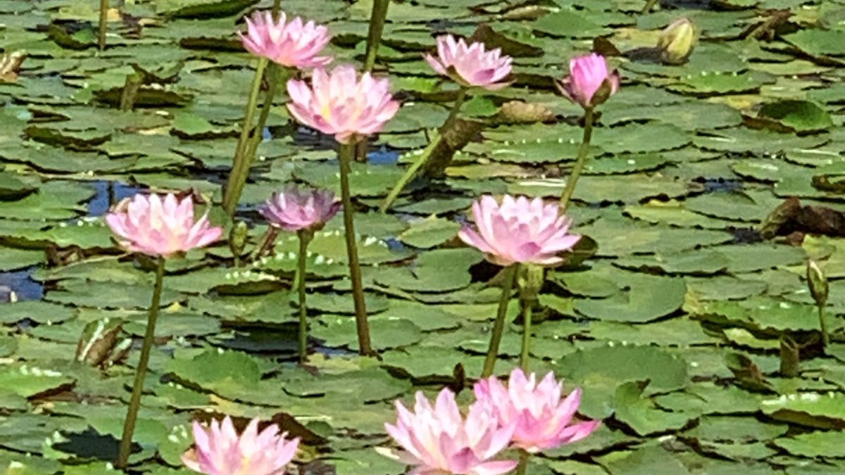 Chinaman's Lagoon is a spectacular sight when  the rare water lillies are in full bloom.