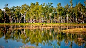 Reflection of trees on lake's surface.