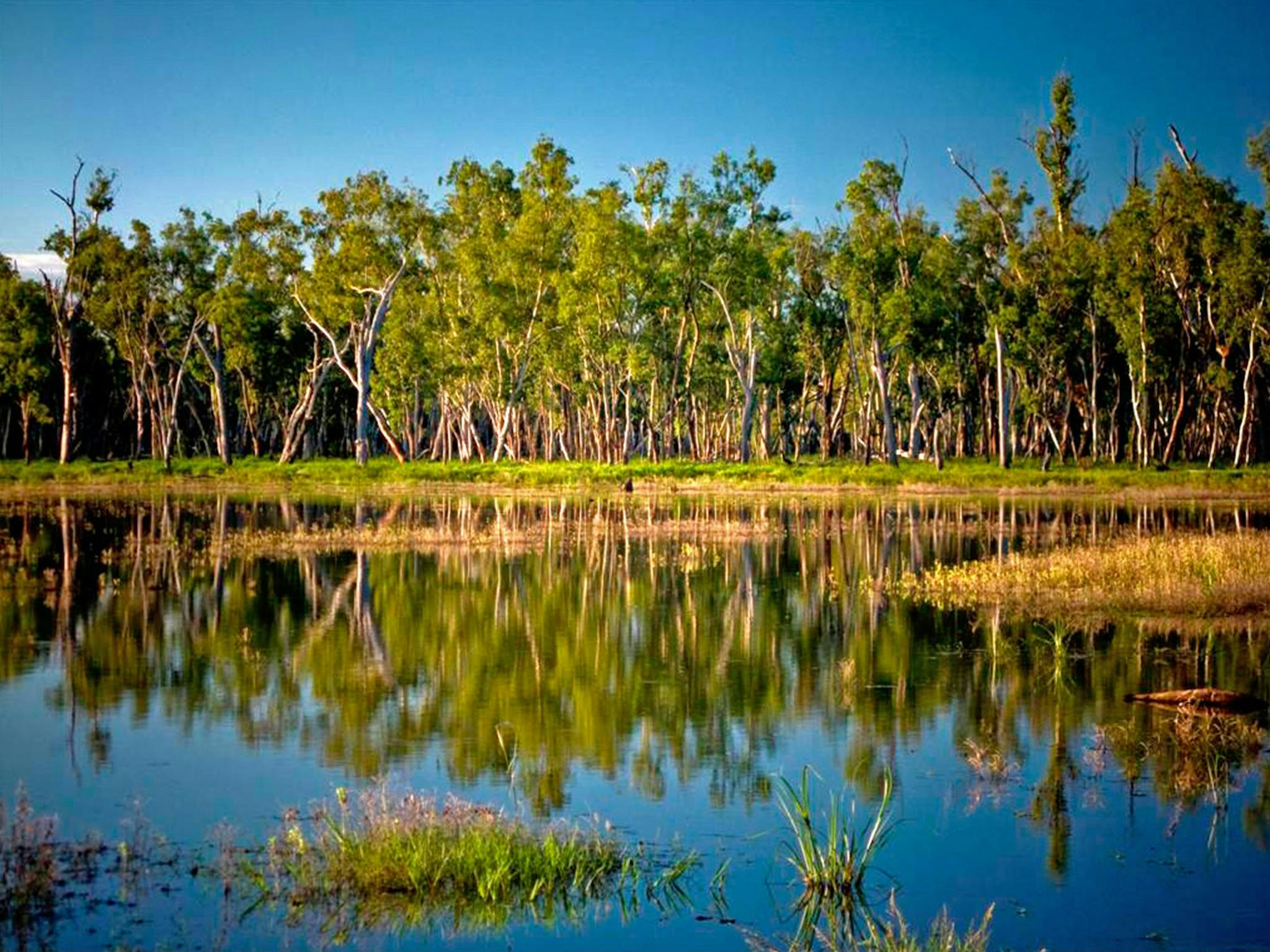 Reflection of trees on lake's surface. Reflection of trees on lake's surface.