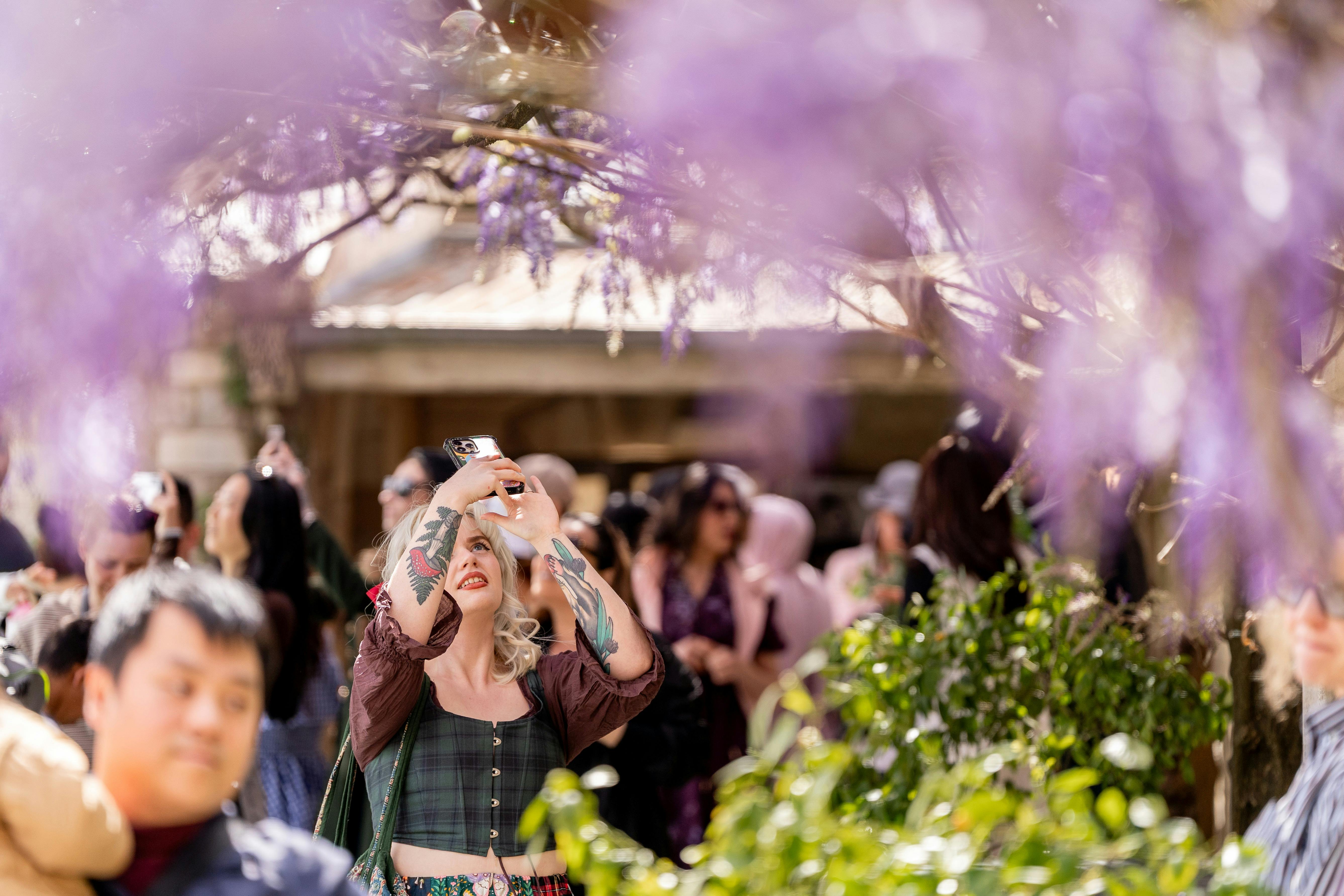 Wisteria Pictures