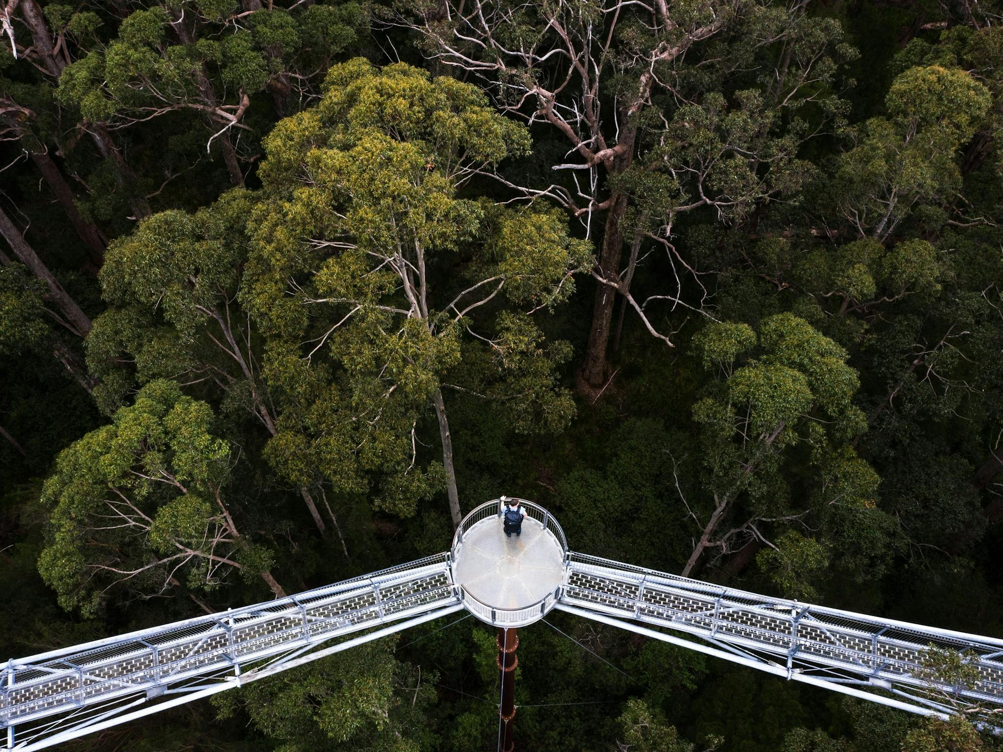 Aerial view of people on the Valley of the Giants, Tree Top Walk