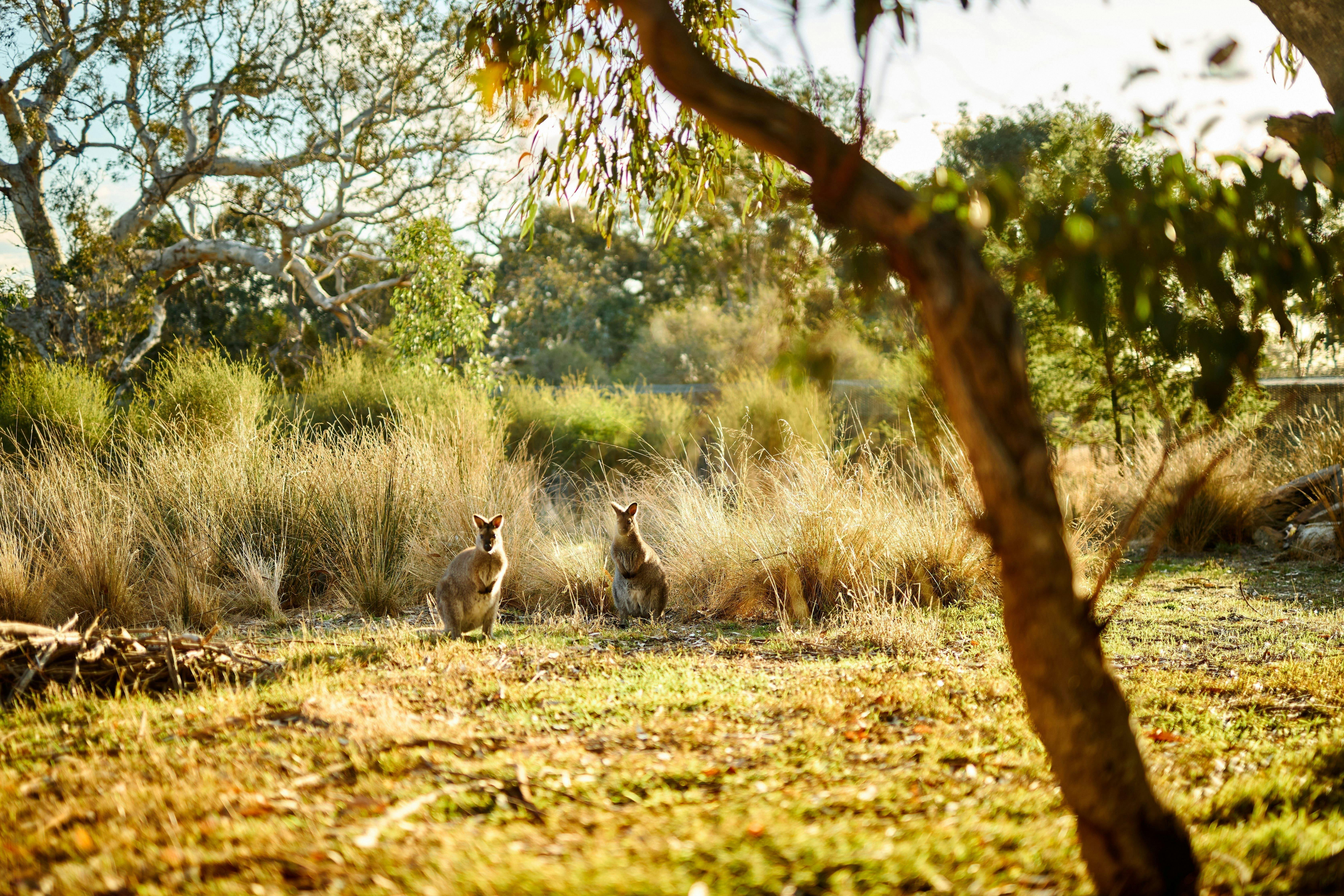 Wildlife at the Royal Mail Hotel on Grampians Tours