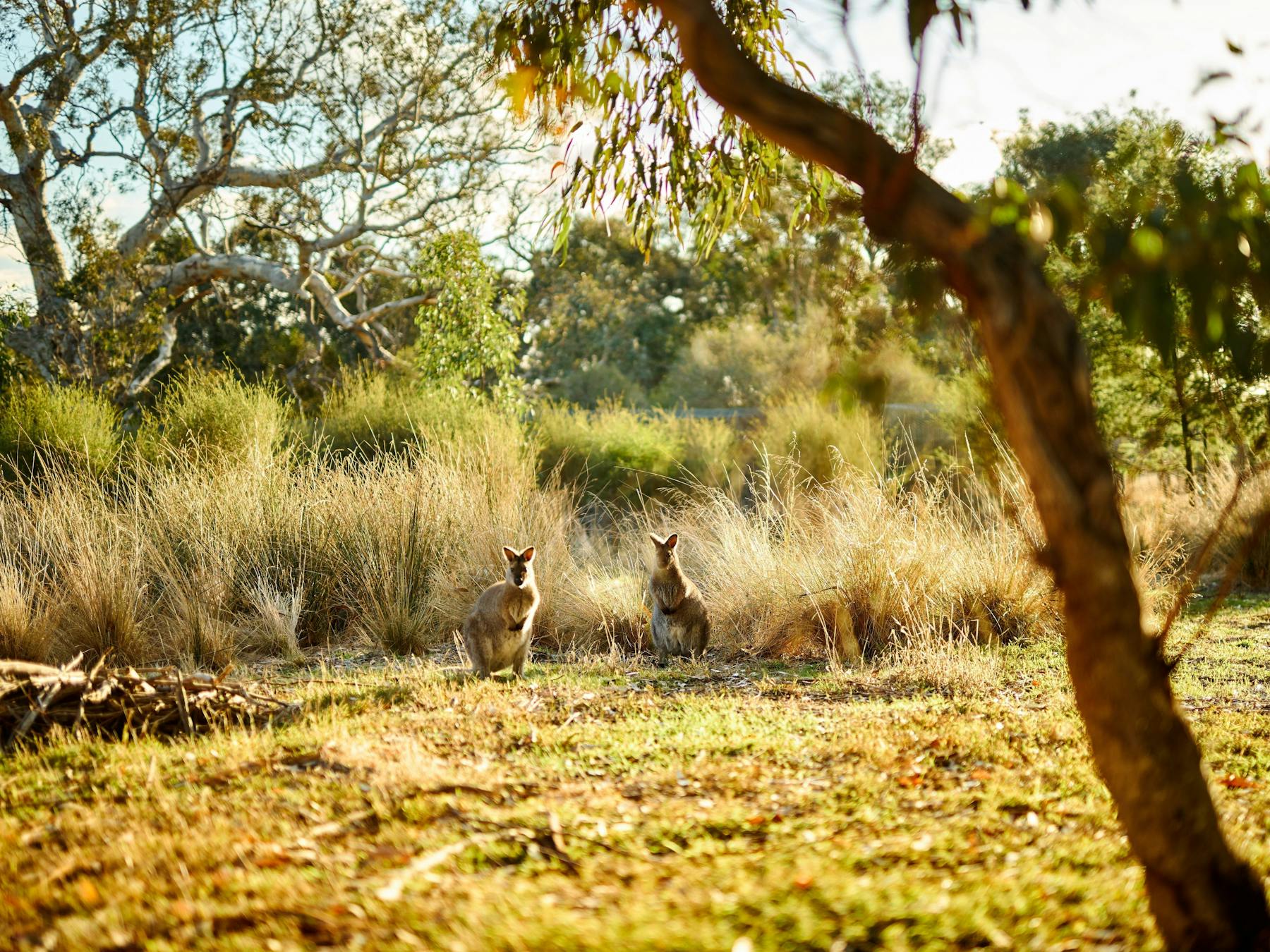 Wildlife at the Royal Mail Hotel on Grampians Tours