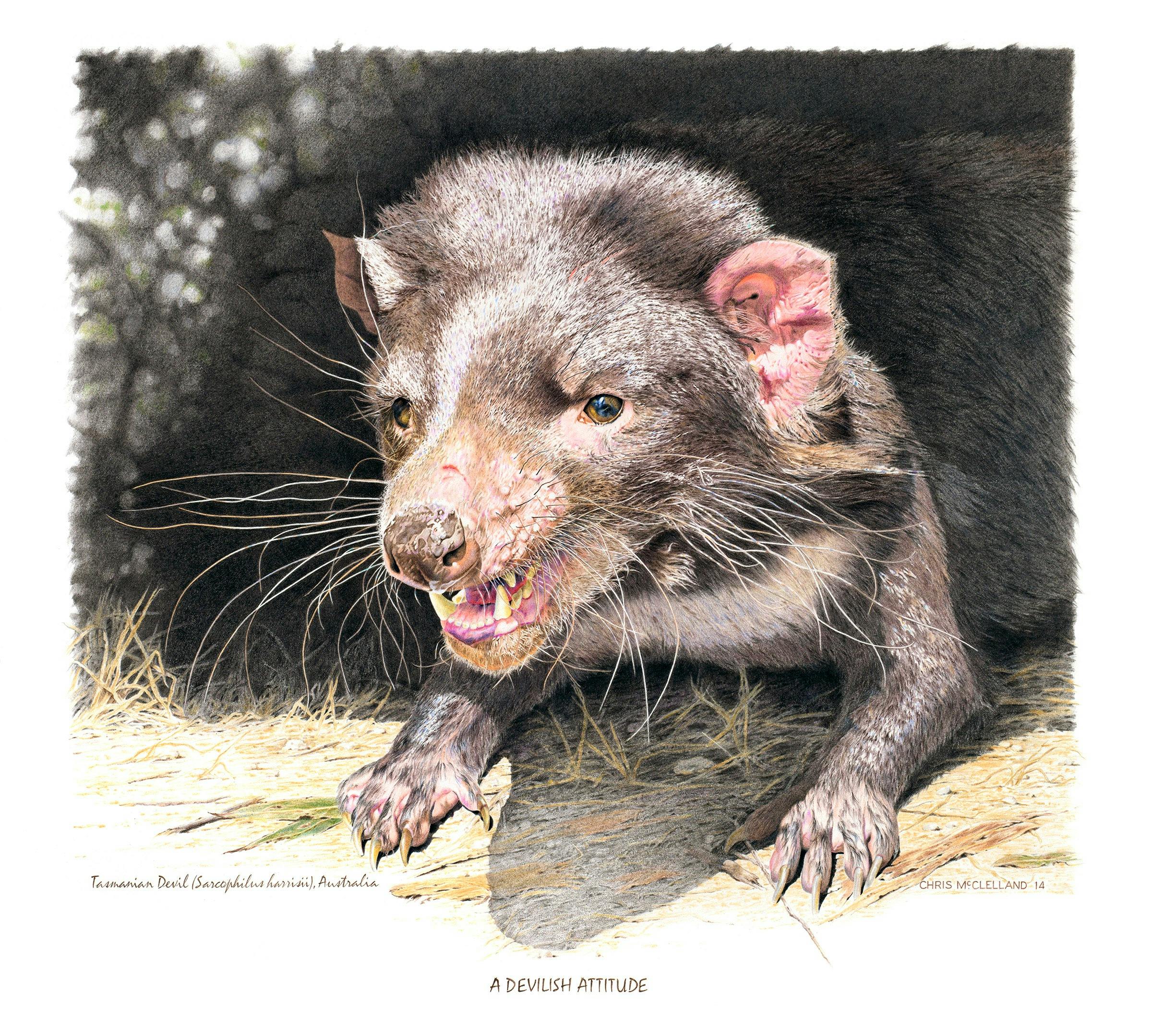 A graphite & coloured pencil drawing by Chris McClellandg of