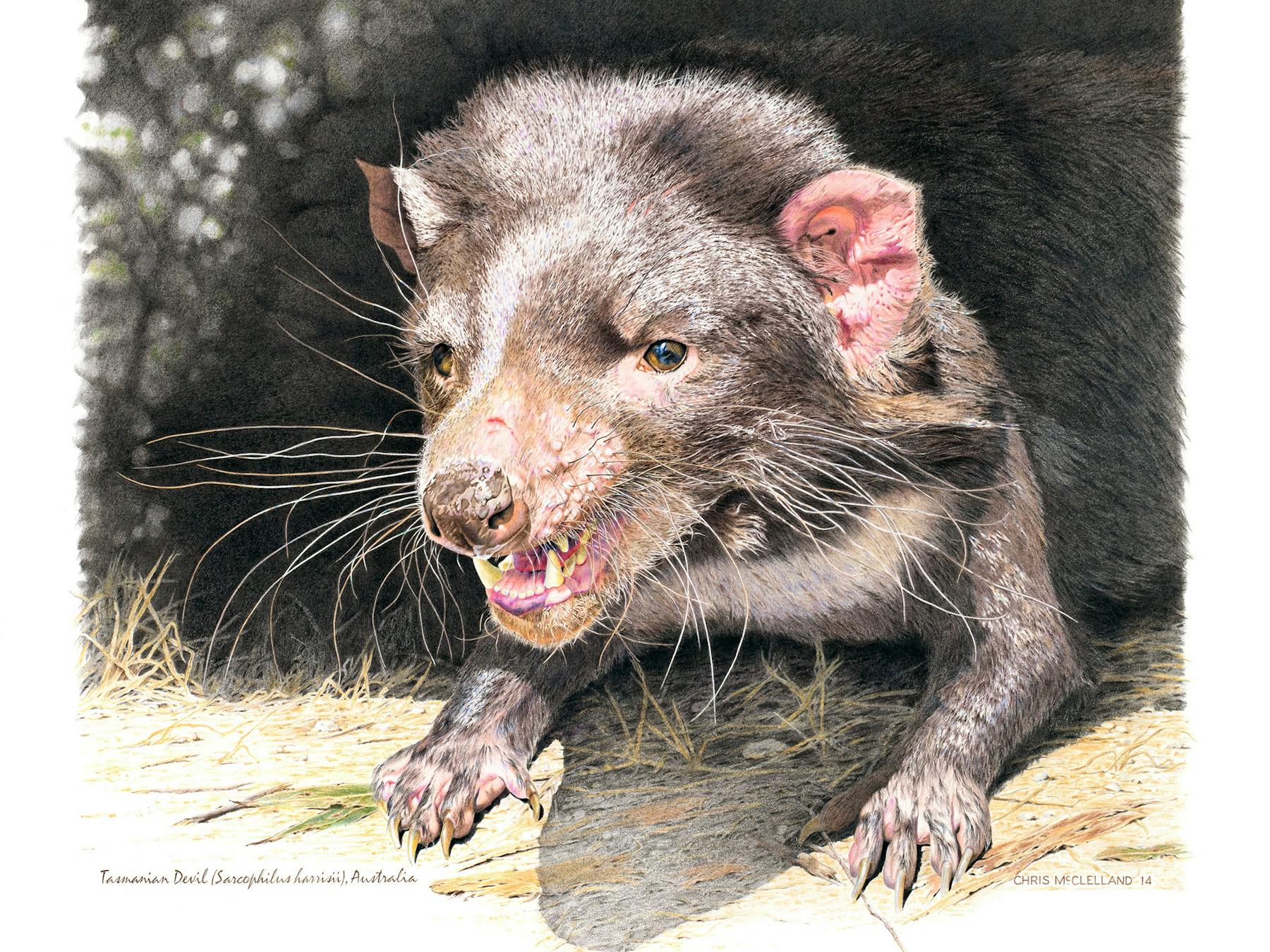 A graphite & coloured pencil drawing by Chris McClellandg of