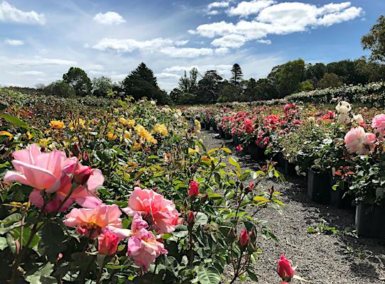 Wagner's Roses Wagner's Rose Nursery - Kalangadoo, Attraction | South Australia