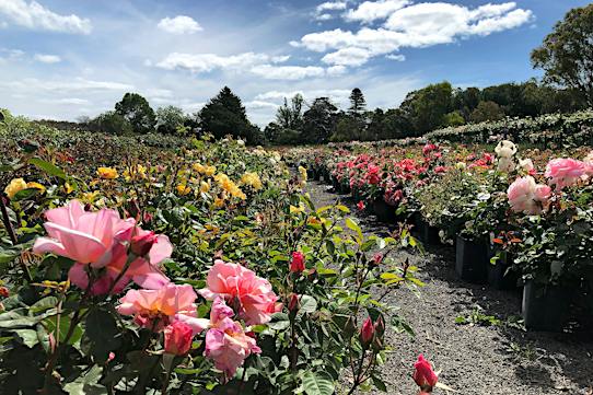 Wagner's Rose Nursery - Kalangadoo, Attraction | South Australia