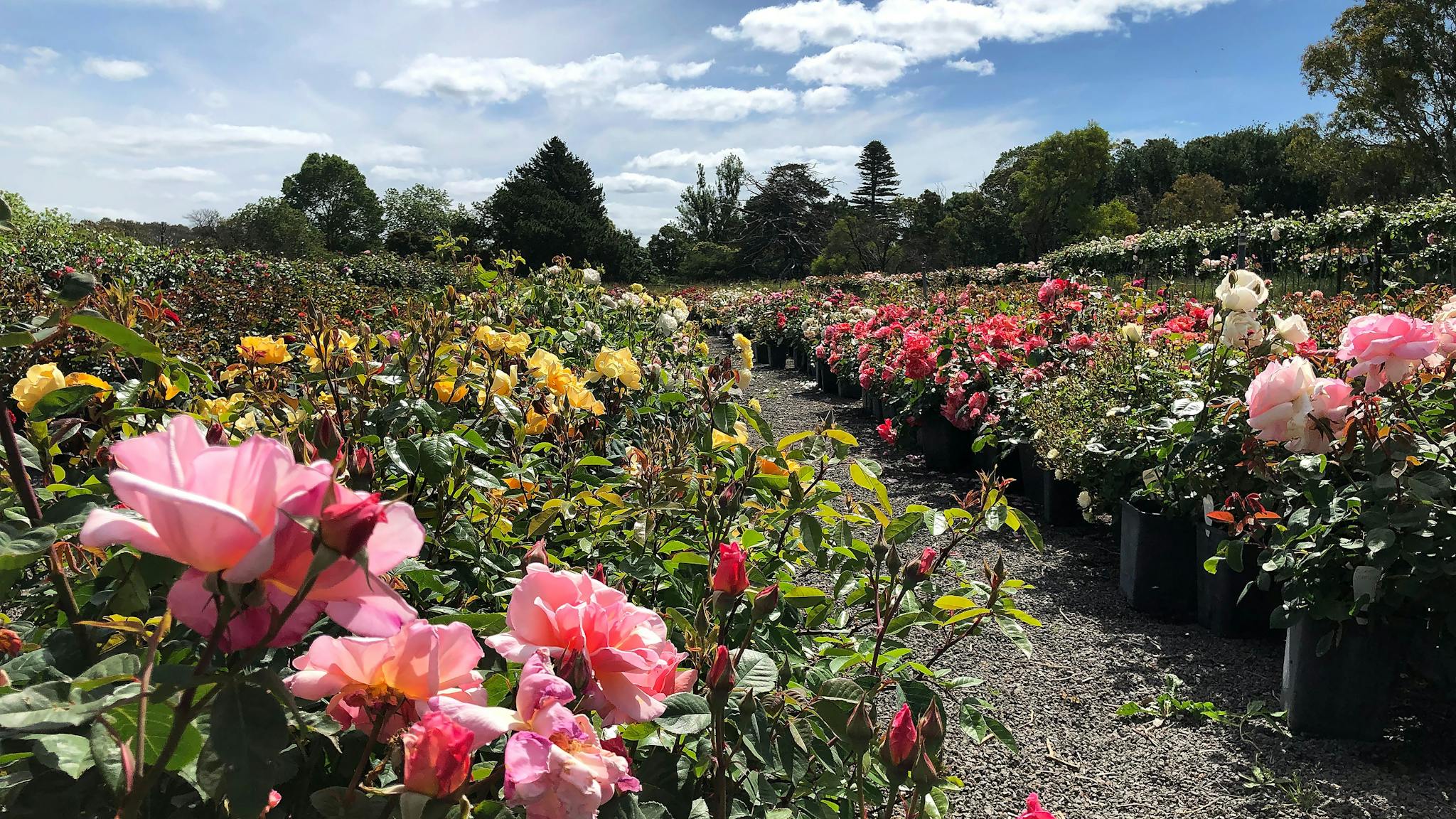 Wagner's Roses Wagner's Rose Nursery - Limestone Coast