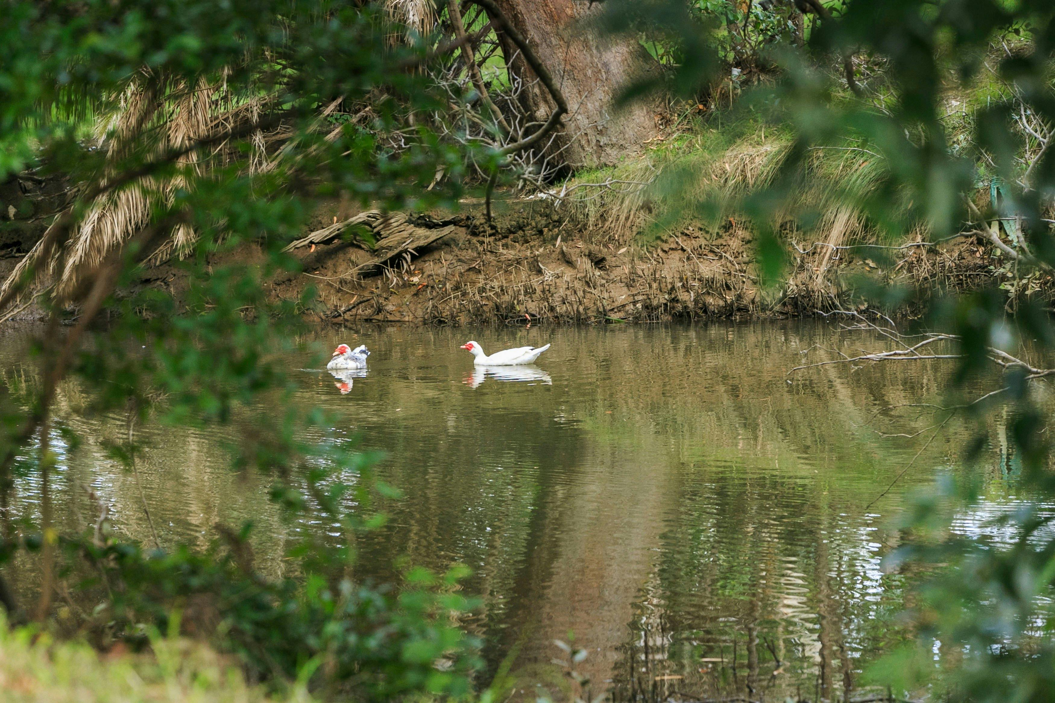Ducks swimming in the creek near Reflections Holiday Parks Coffs Harbour