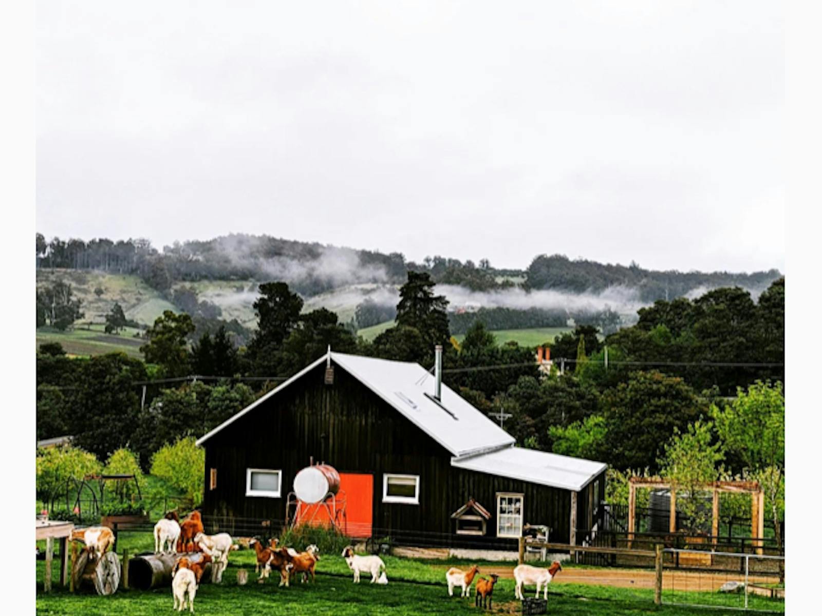 meticulously renovated  apple barn  with highland cattle, goats, alpacas, chickens and sheep