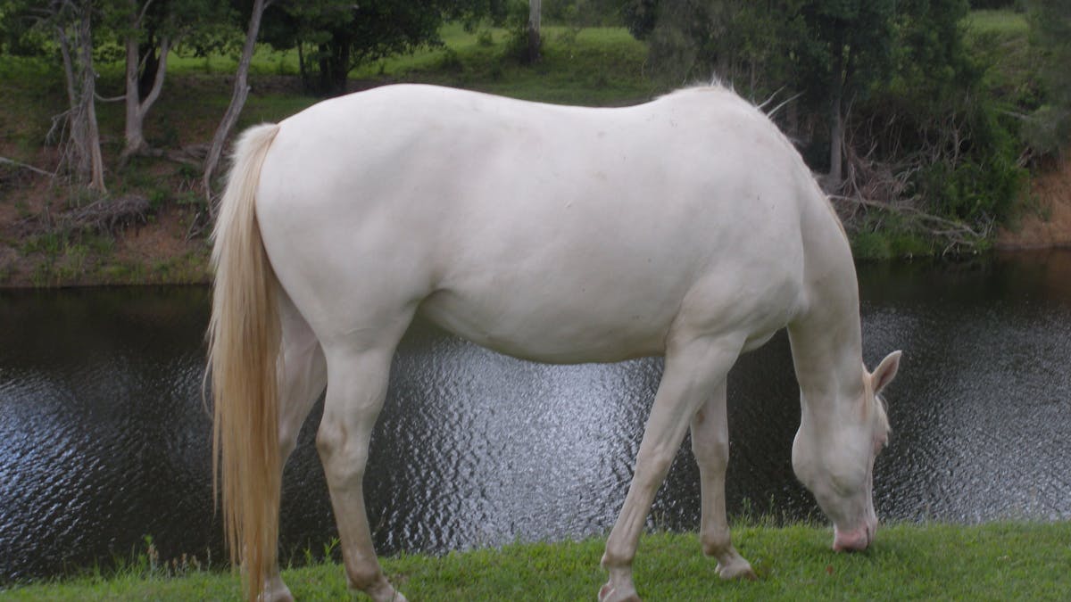 La Bomba