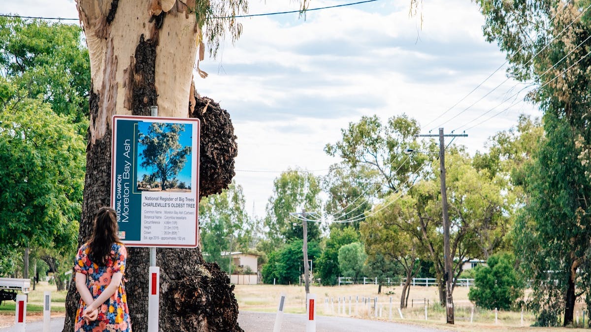 Charleville's Oldest Tree edit Charleville's Oldest Tree edit