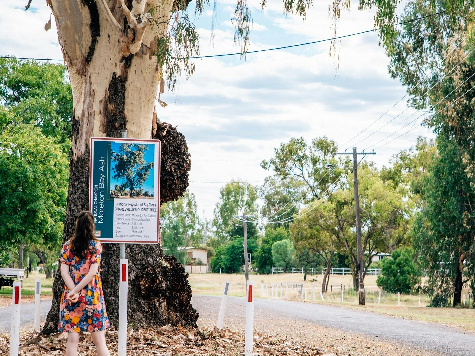 Charleville's Oldest Tree edit Charleville's Oldest Tree edit