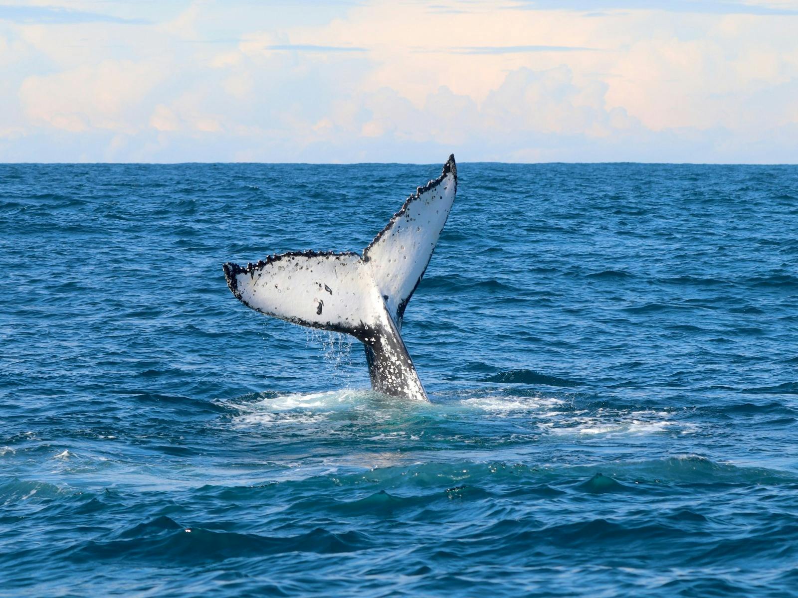 Humpback Whale Tail