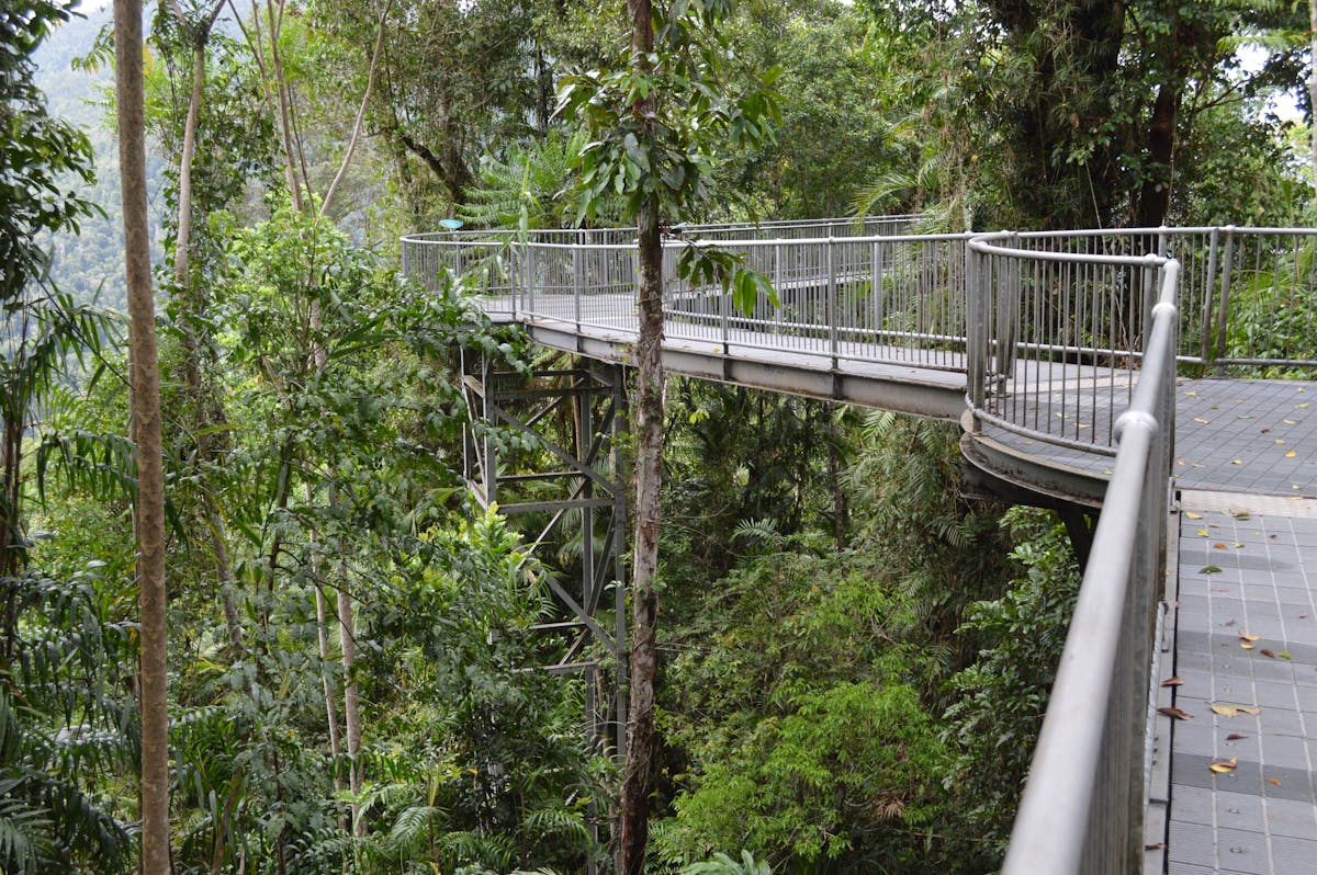 Walkways at Mamu Tropical Skywalk