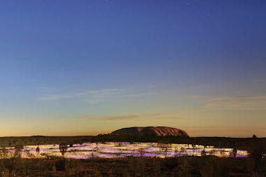 Field of Light Tours