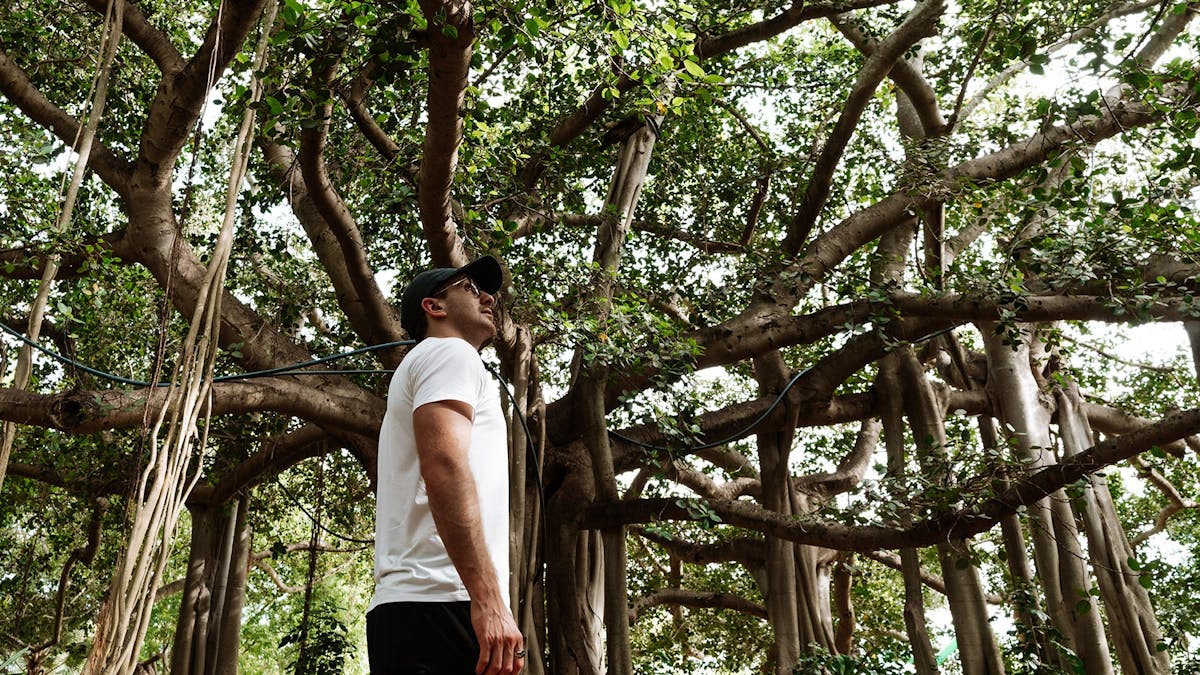 A young many standing under the shade of 150 year old fig trees