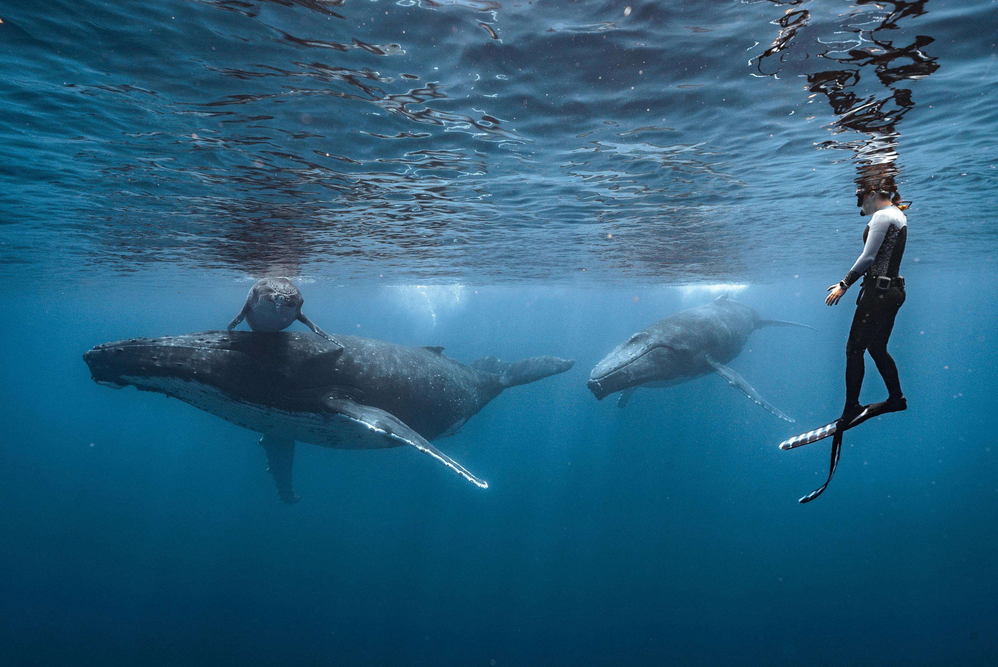 Lifechanging Ocean Encounters