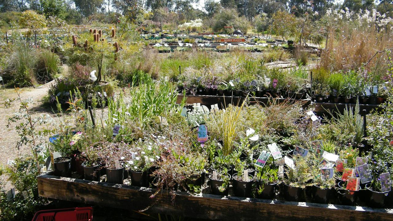 View across the nursery with gardens in the background