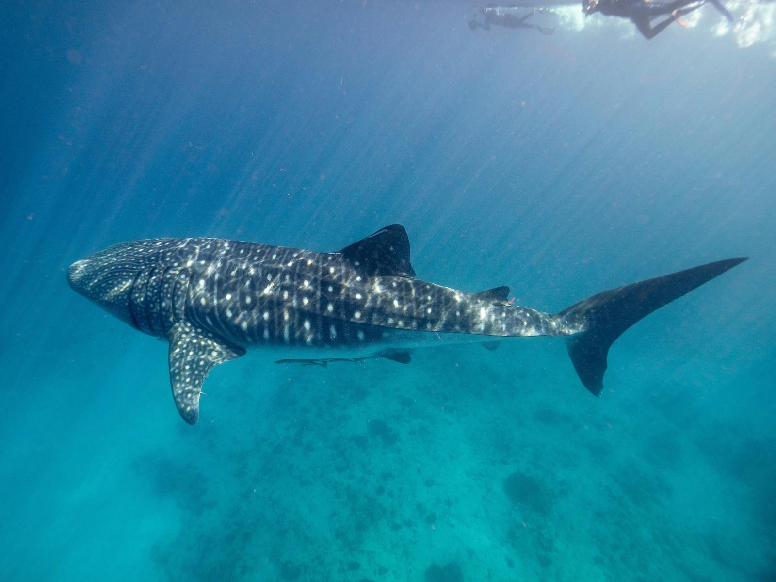 Whale Shark