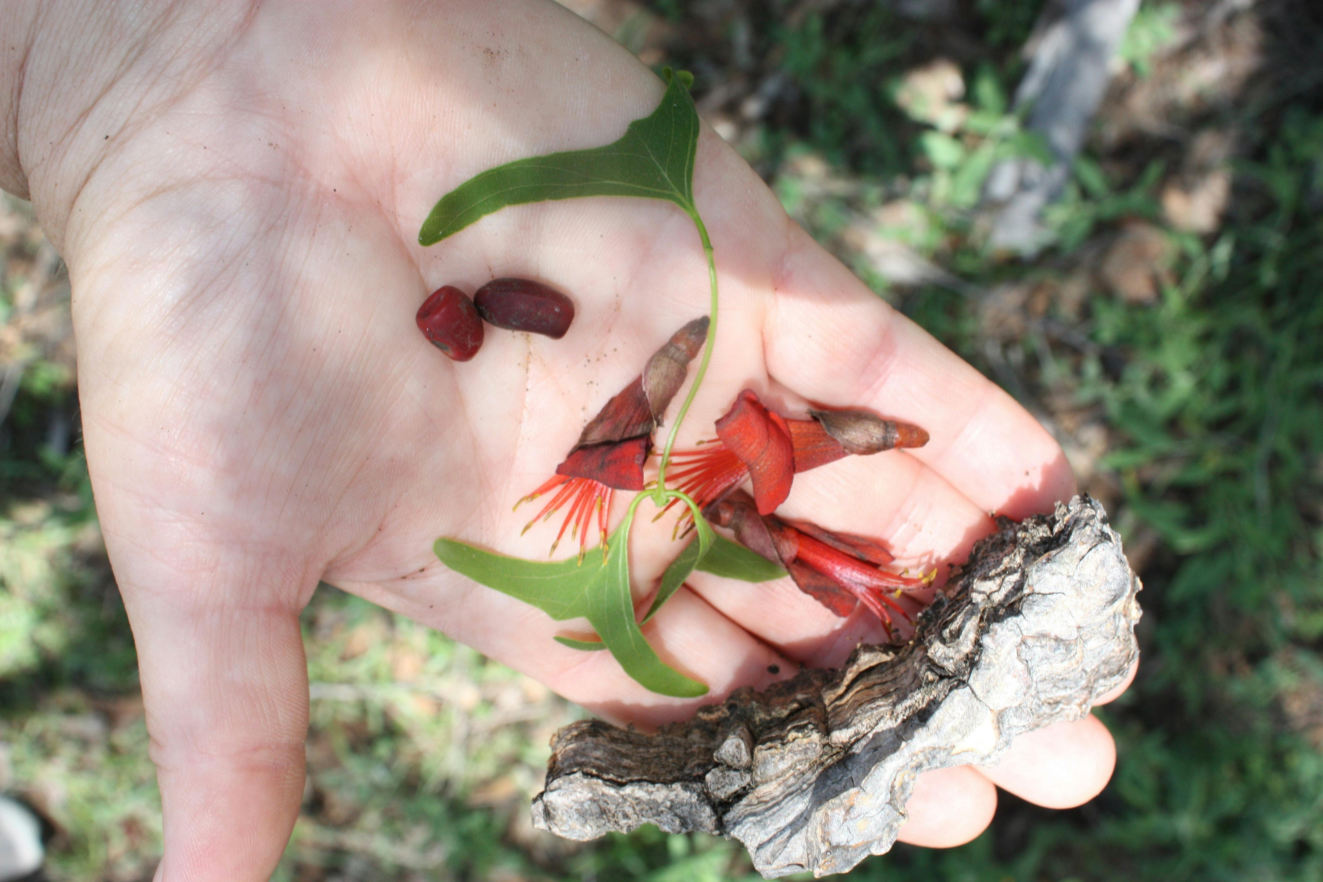 Batwing Coral Tree's unique offering, foraged at Stratford.