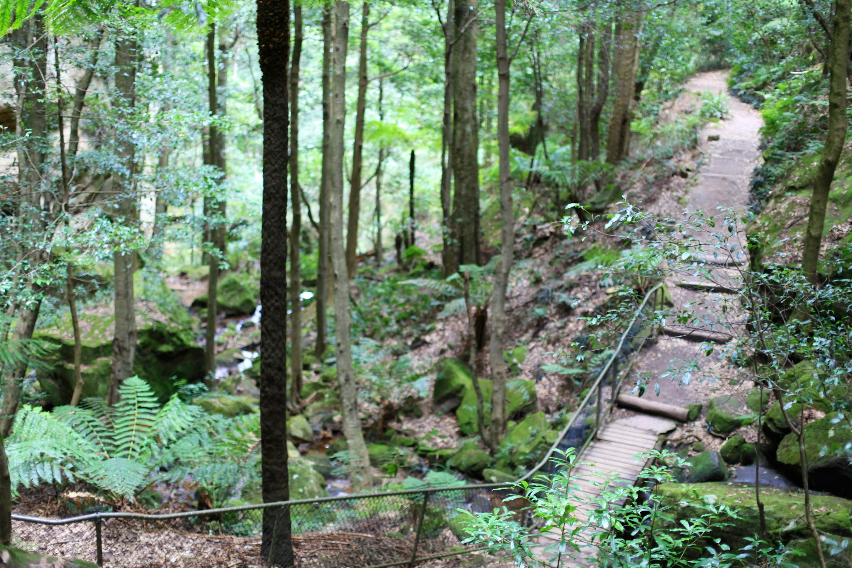 Jamison valley walking trail