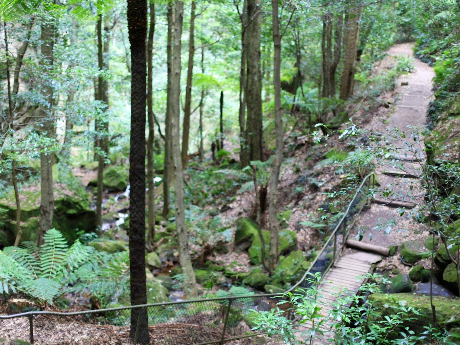 Jamison valley walking trail