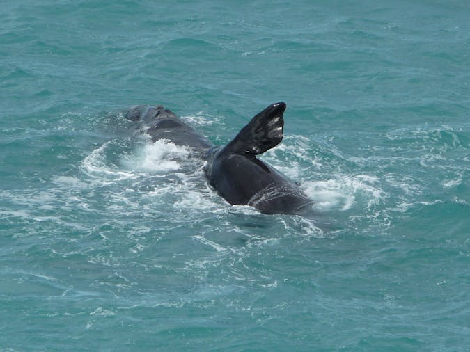 5 Day Eyre Peninsula Australian Bight Whale Watching Tour SWTWW05