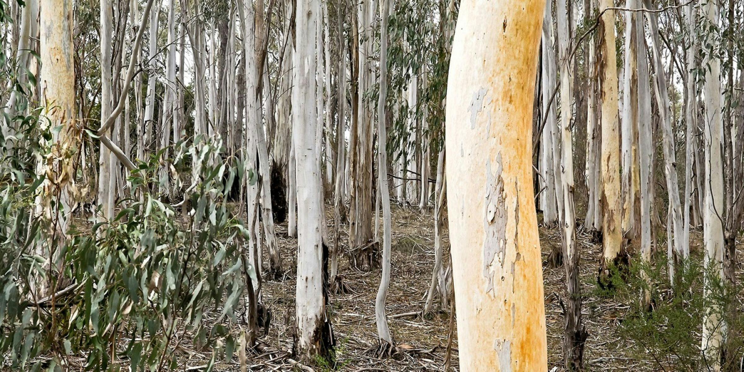 Nature Festival - candlebark forest