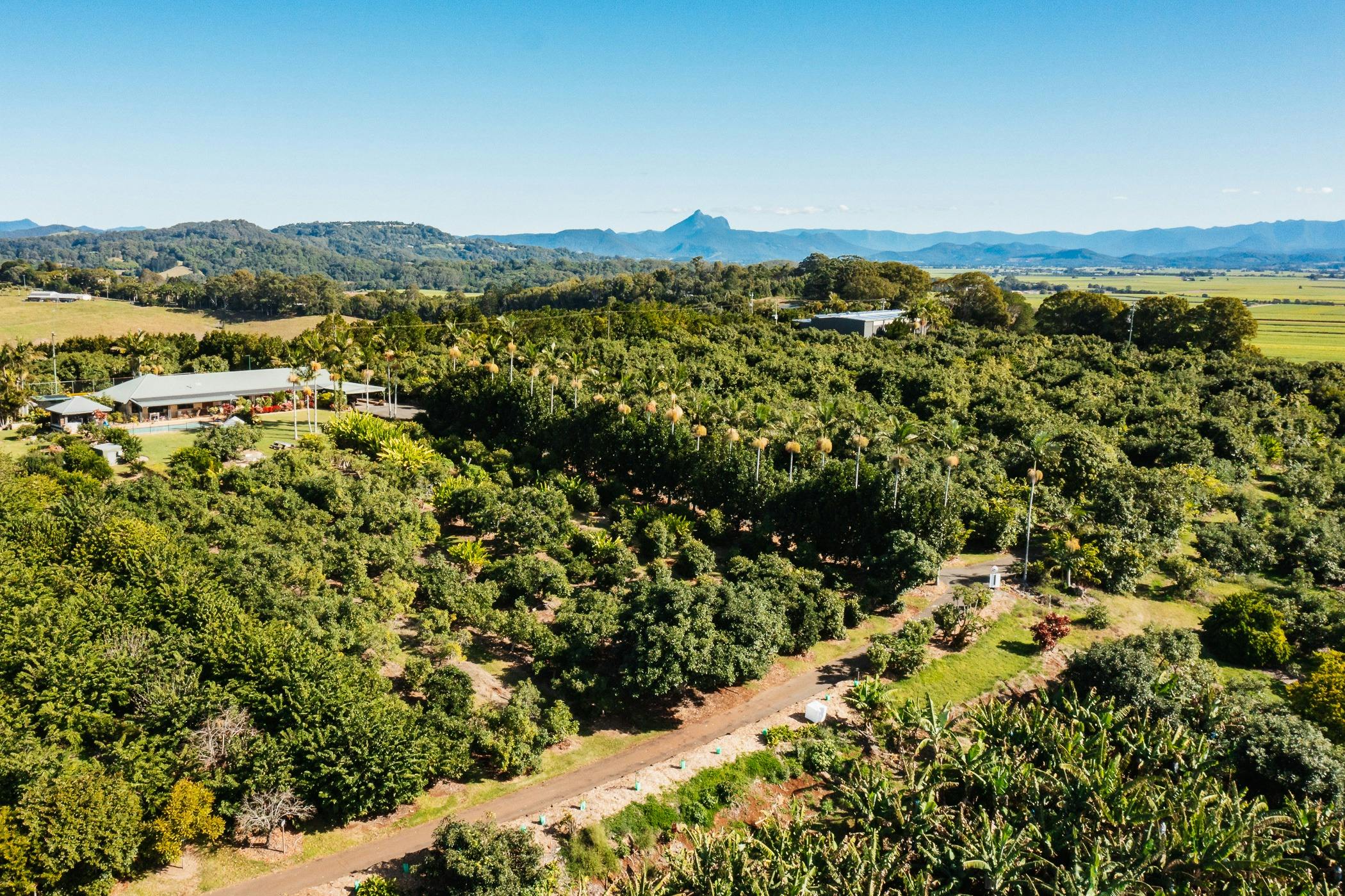 Tropical Fruit Plantation