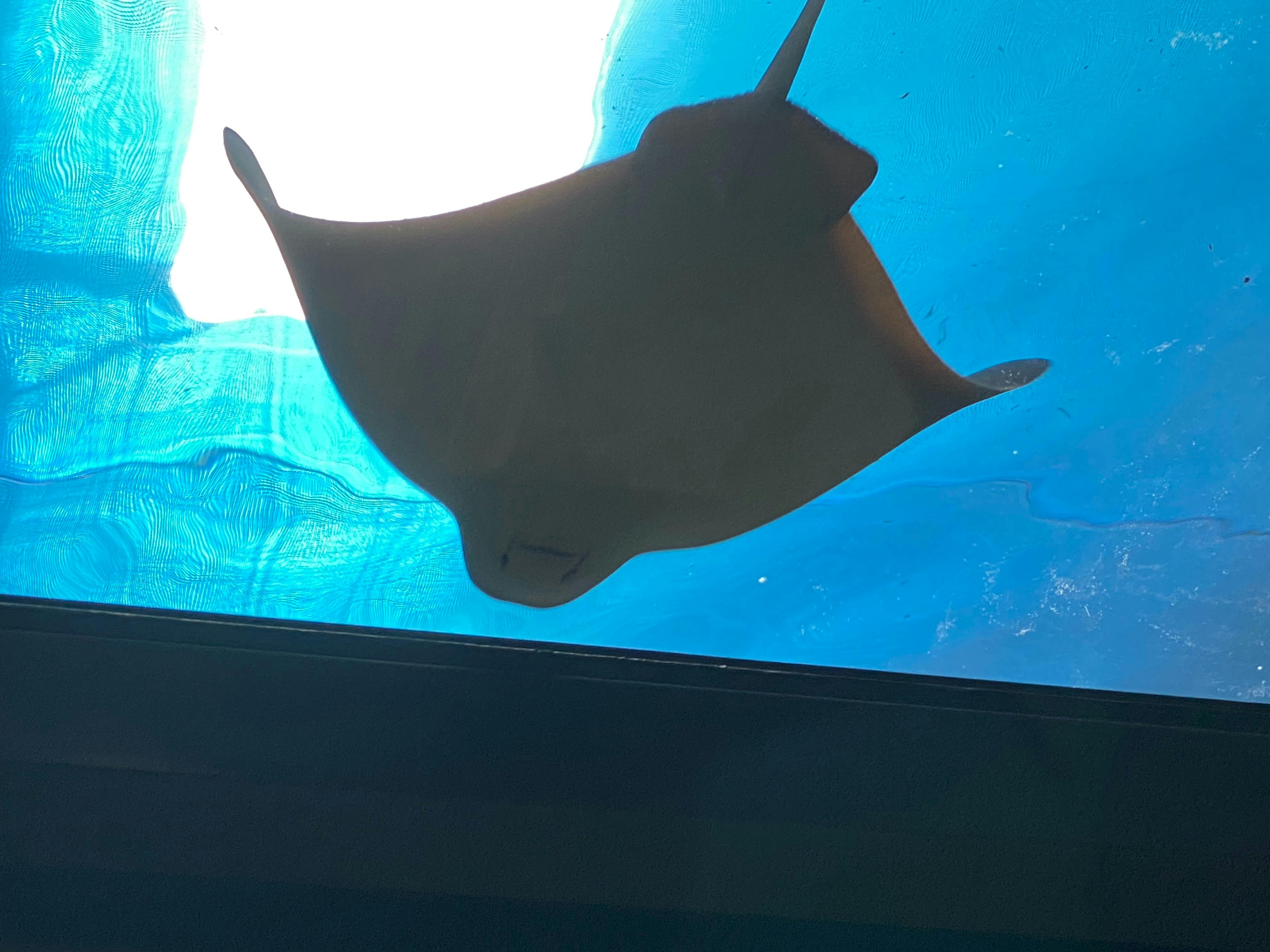 Tinnys Butterfly House and Underwater Cafe NSW Holidays