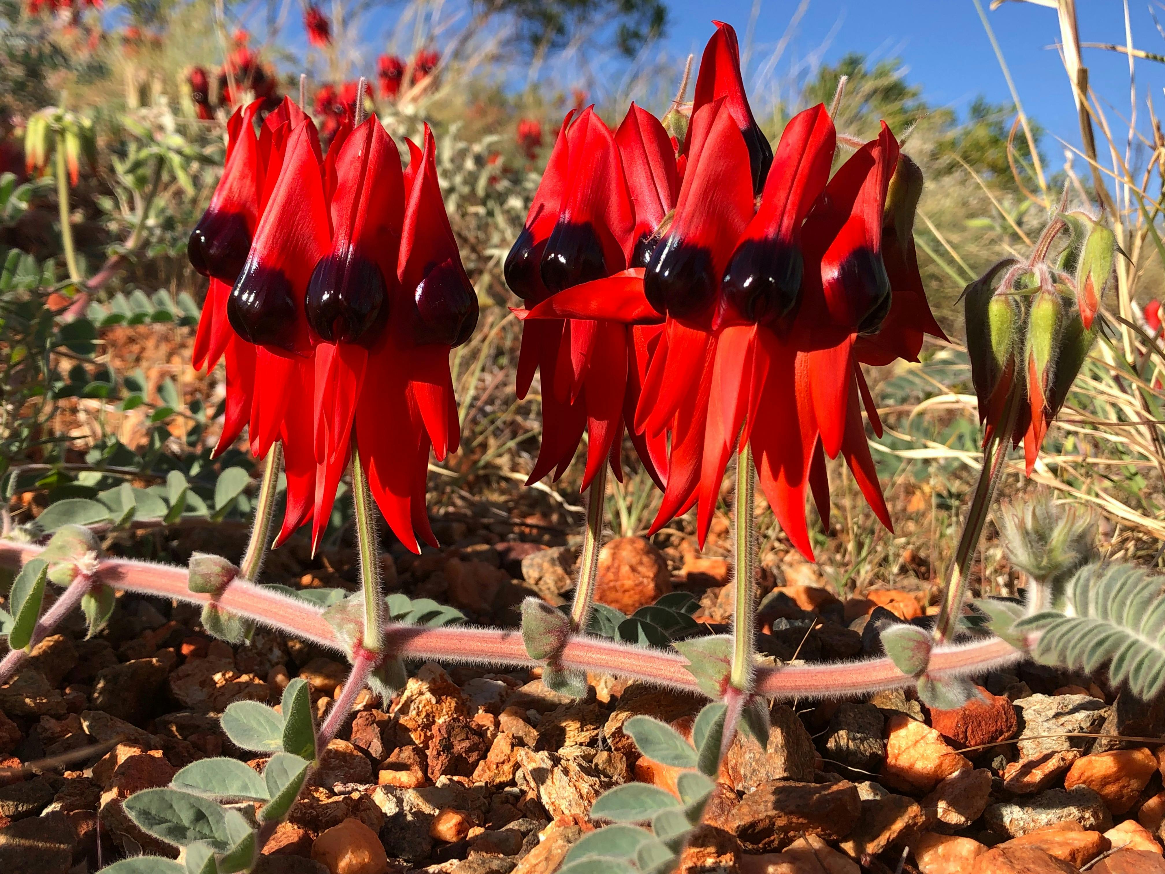 Luxury Outback Tours, Perth, Western Australia