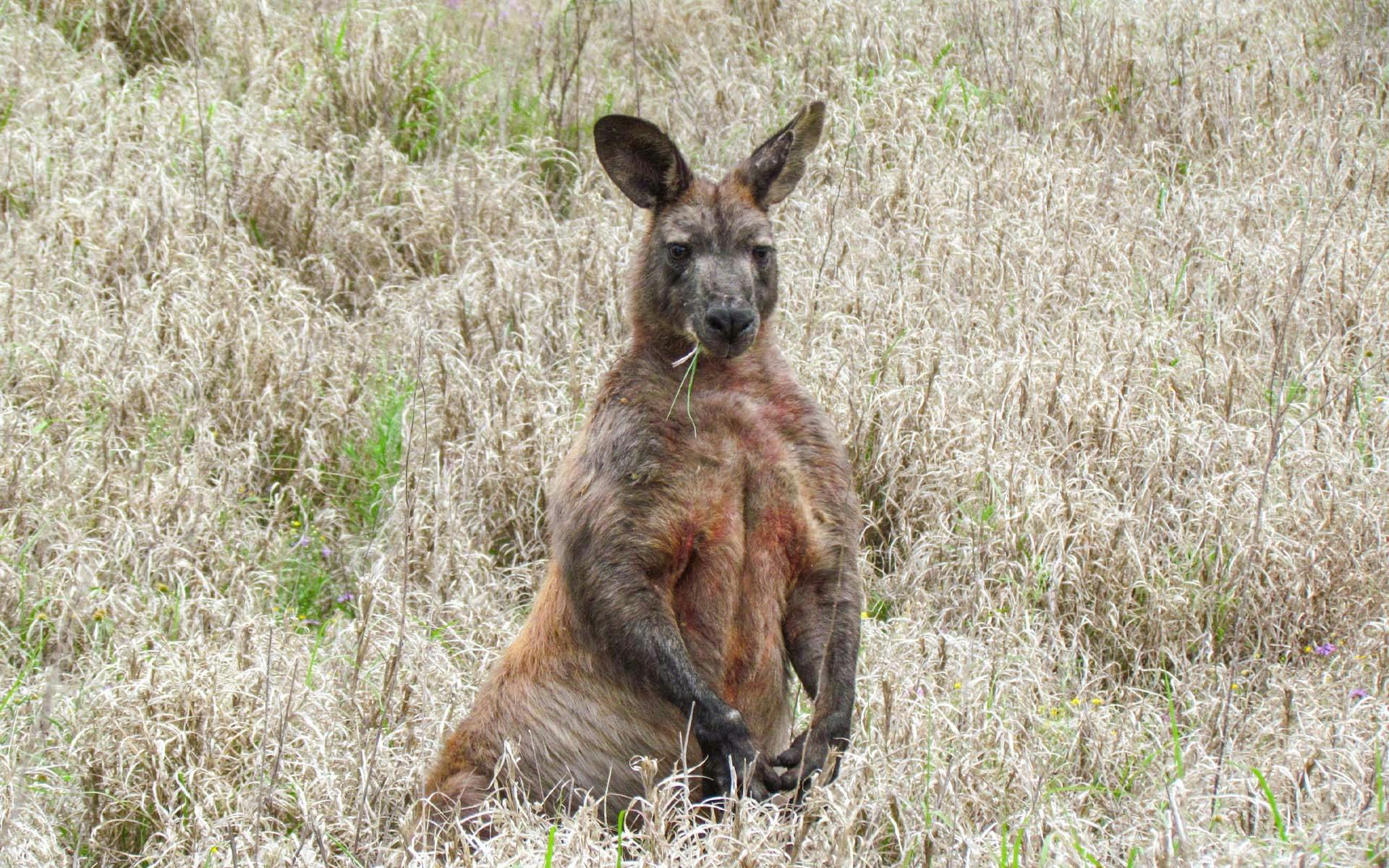 Boobook Explore tour: A wallaroo photographed in the Carnarvon Ranges