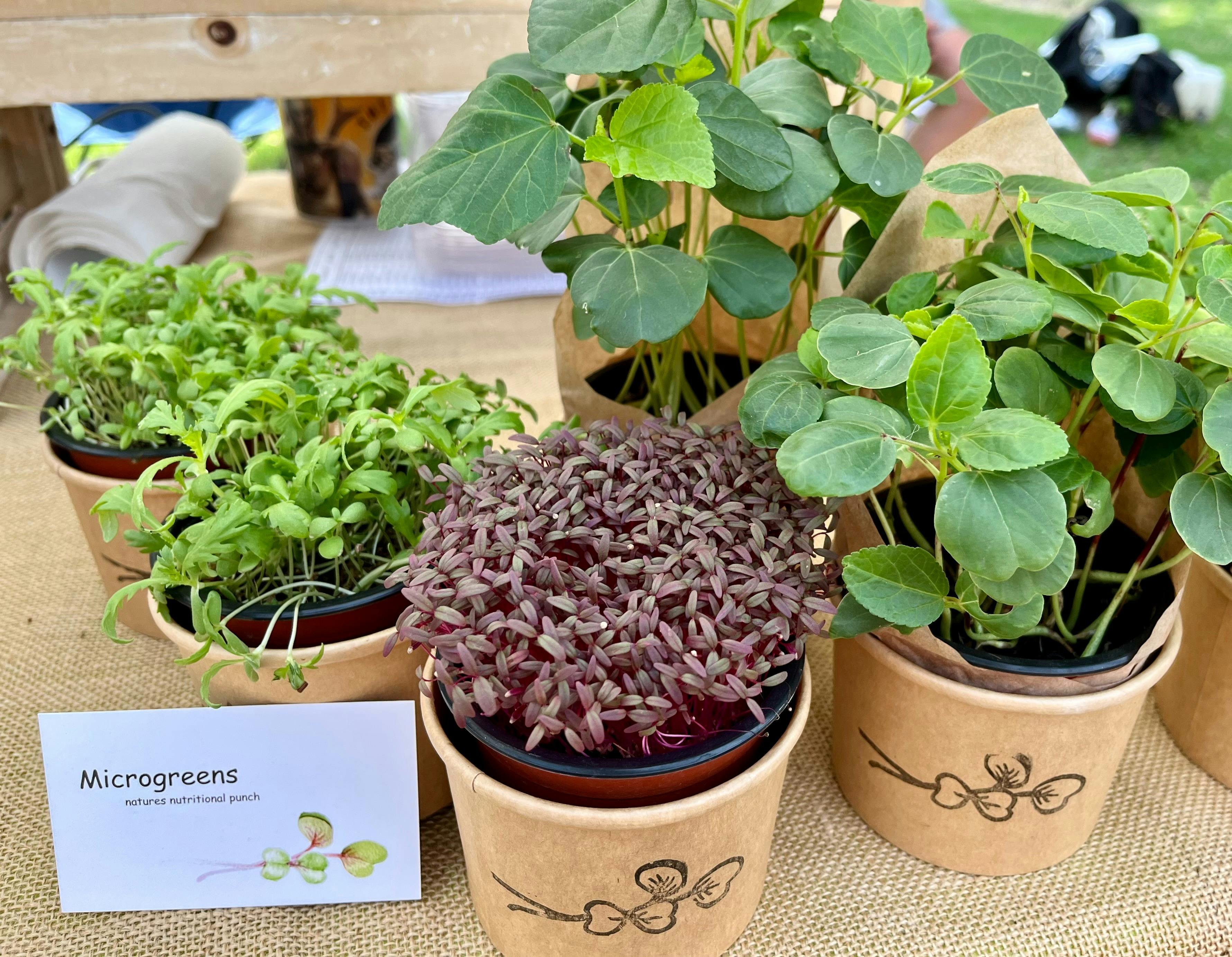 Microgreens