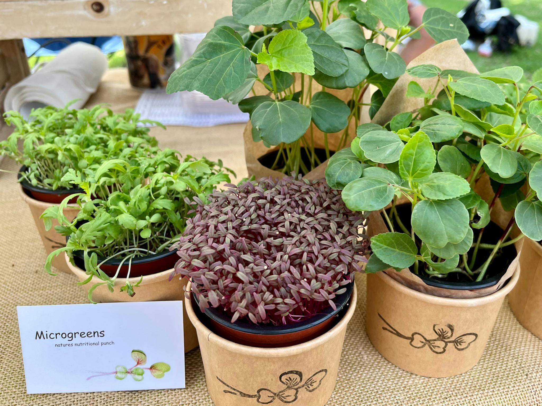 Microgreens