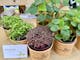 Microgreens