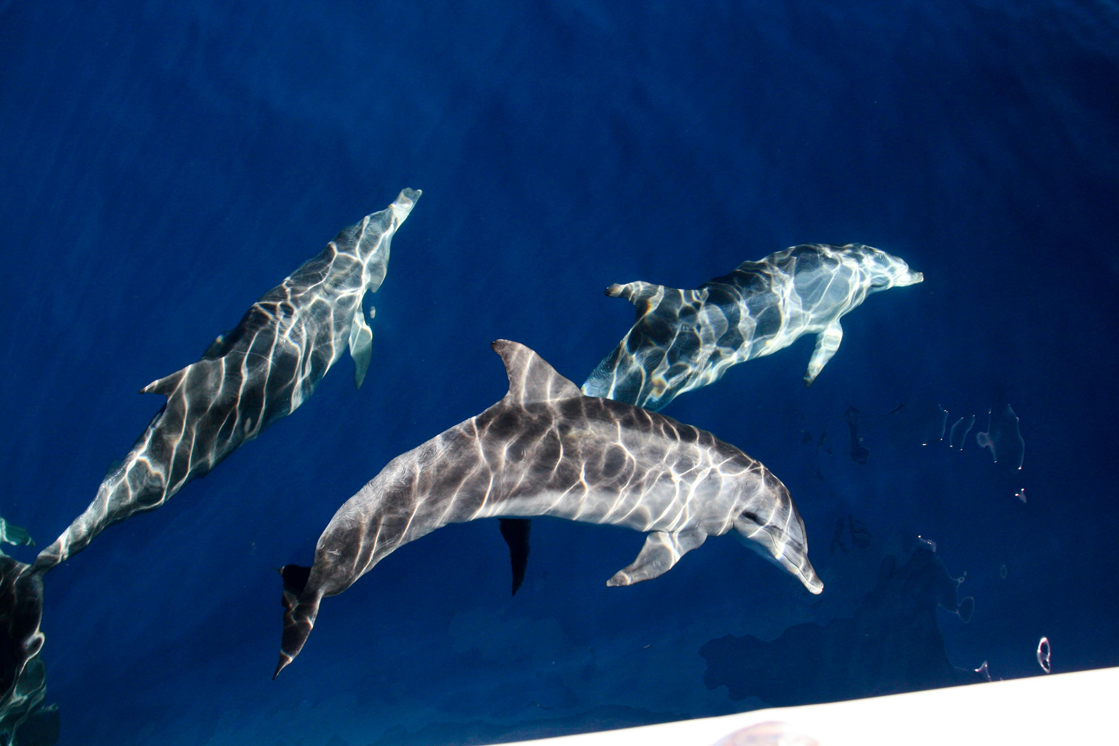Three dolphins swimming close to the surface