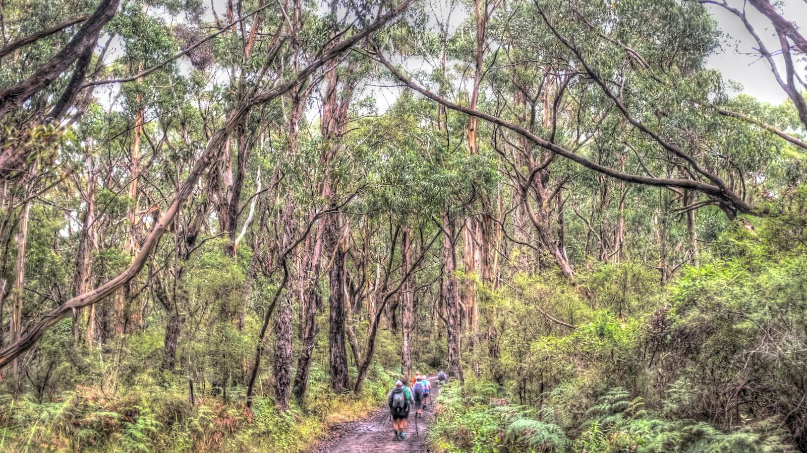 Track on Great Ocean Walk