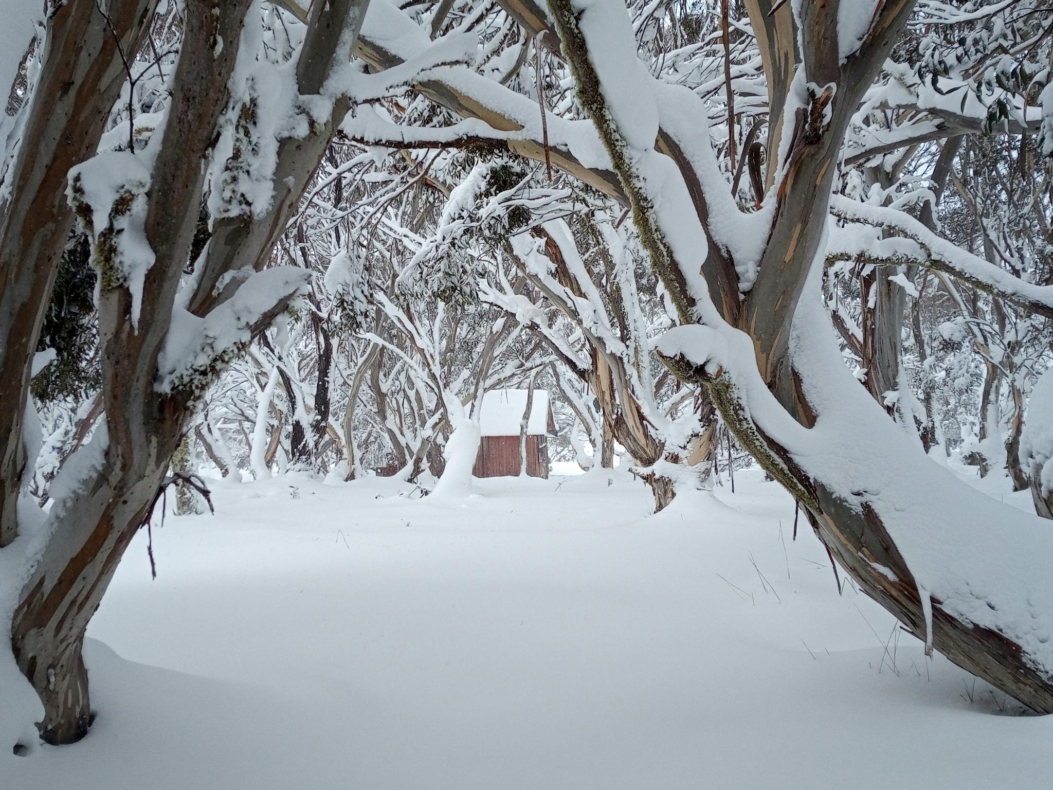 Hut amongst the snowgums