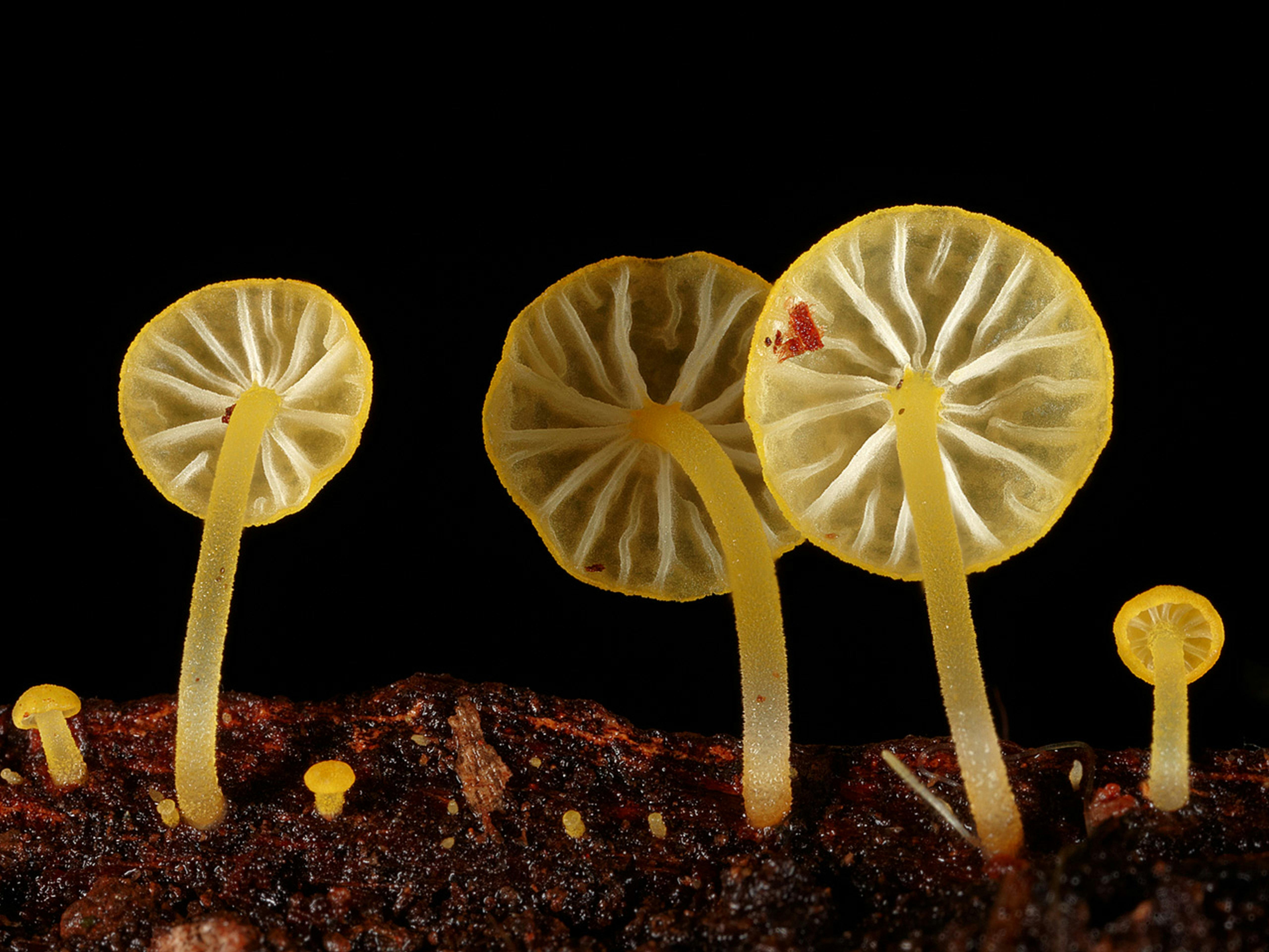 Fungi Feastival - Cobargo
