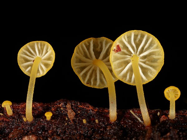 Fungi Feastival - Merimbula