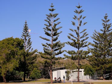 Kurrawa Park trees Kurrawa Park trees