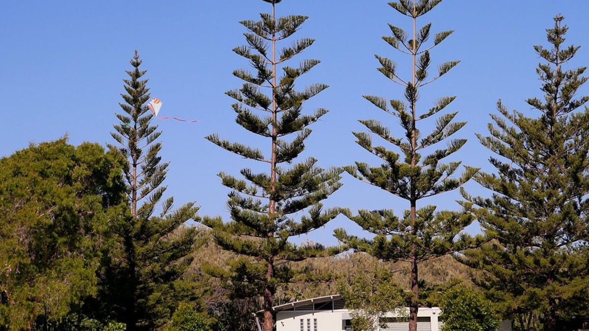 Kurrawa Park trees