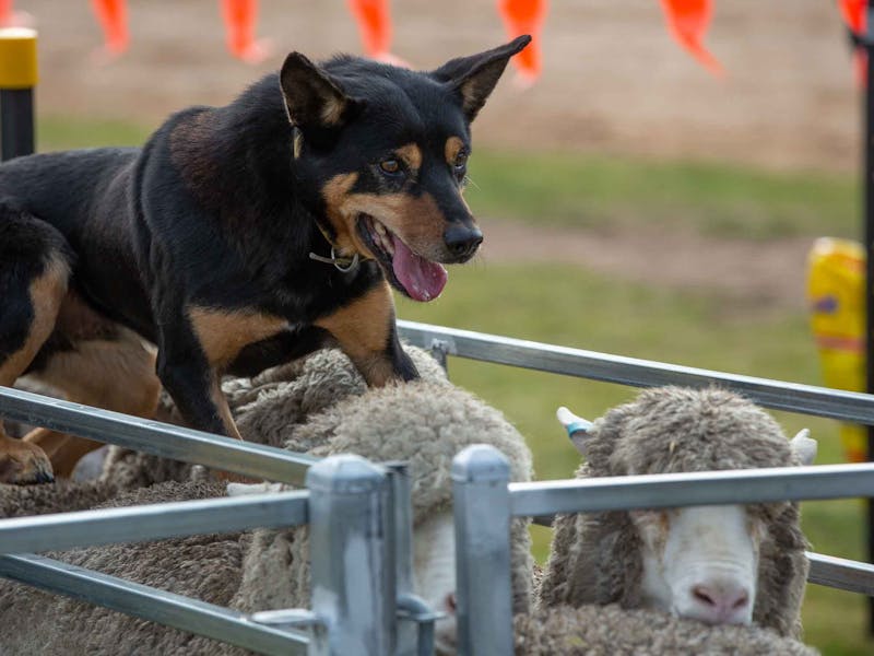 Image for Australian Sheep and Wool Show