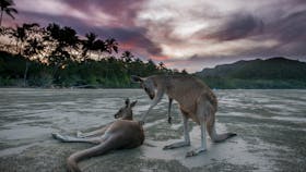 Sunrise at Cape Hillsborough