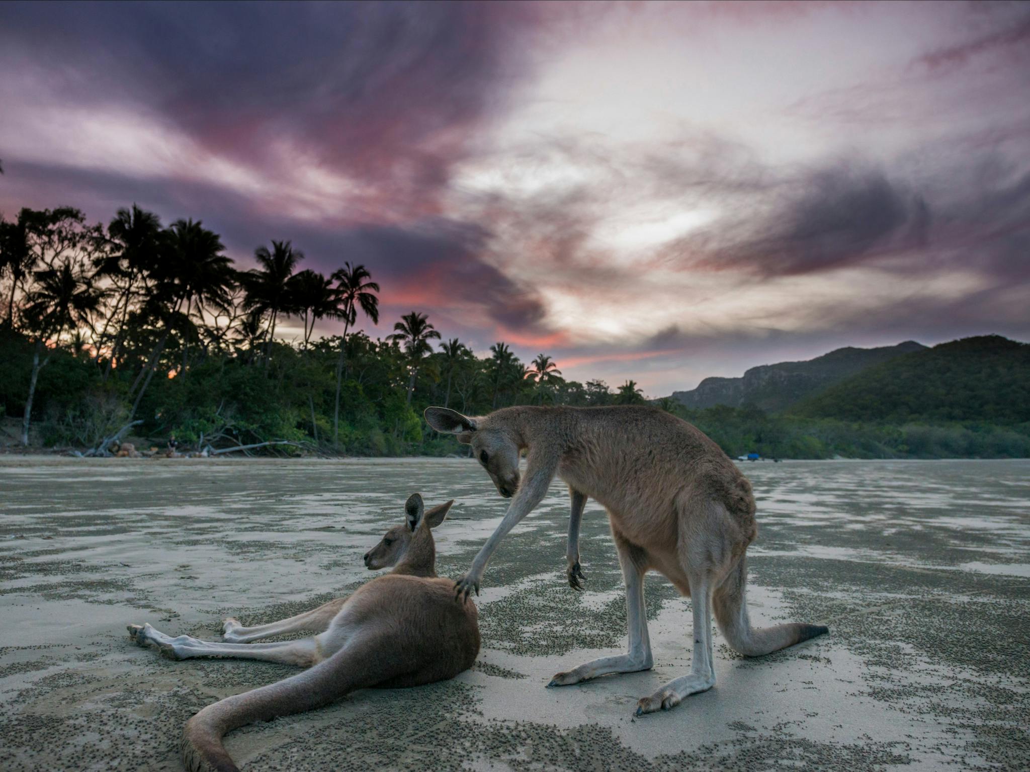 Sunrise at Cape Hillsborough Sunrise at Cape Hillsborough